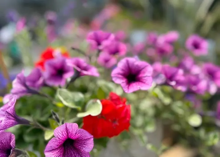 Cozy Near Aletsch Arena 莫雷尔